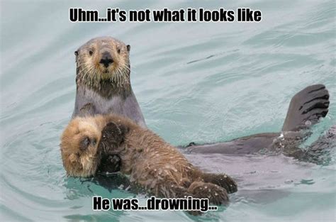 26 Otter Memes That Are Way Too Funny For Words