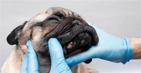 How Do You Treat Dog Pimples