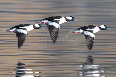 Bufflehead Ducks In Flight Stock Image Image Of Feather 269360917