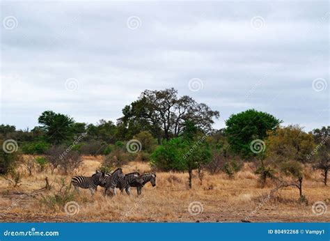 Kruger National Park Limpopo And Mpumalanga Provinces South Africa