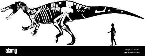 Suchomimus Dinosaur Imágenes De Stock En Blanco Y Negro Alamy