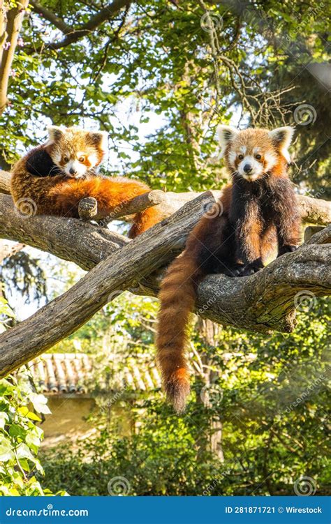 Two Red Pandas Sitting On Top Of A Tree Branch Stock Image Image Of