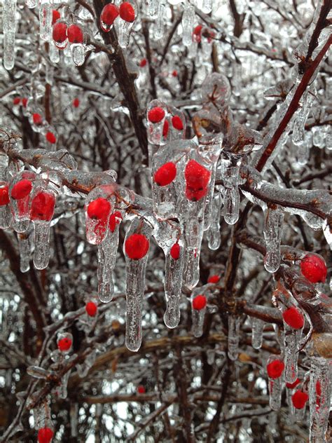 무료 이미지 나무 분기 눈 감기 겨울 말린 씨앗 잎 서리 식품 봄 빨간 생기게 하다 날씨 얼다