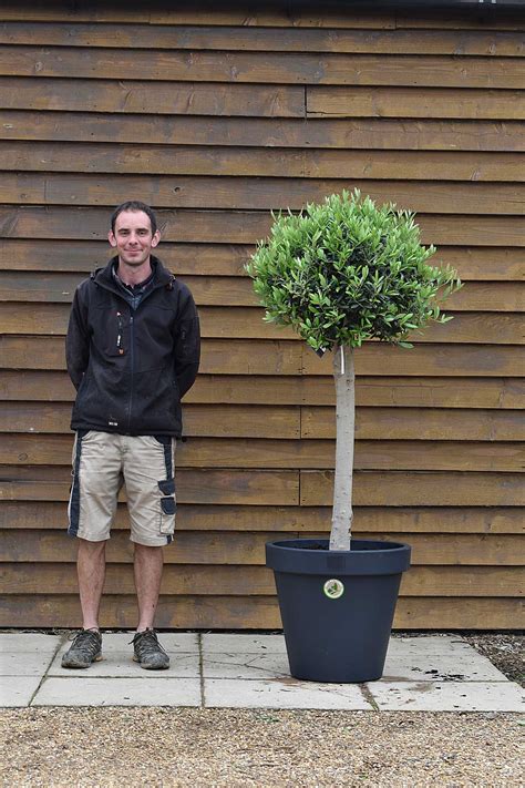Potted Clipped Half Standard Olive Tree Olive Grove Oundle
