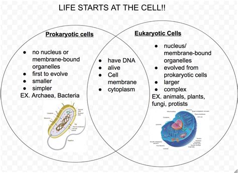 diagram of prokaryotic and eukaryotic cells comparison