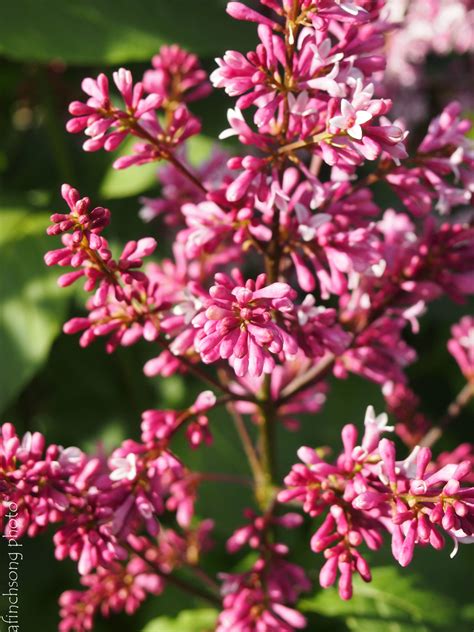Check spelling or type a new query. Syringa x prestoniae 'Redwine' REDWINE LILAC deciduous ...