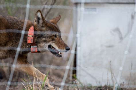 Nc Go Make Babies New Red Wolf Pair Released At Alligator River Nwr