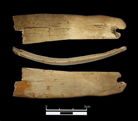 50000 Year Old Tiara Made From Woolly Mammoth Ivory Found In Denisova