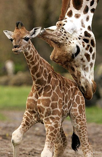 Jirafa Madre Con Su Bebe Fotos De Todo Tipo De Animales