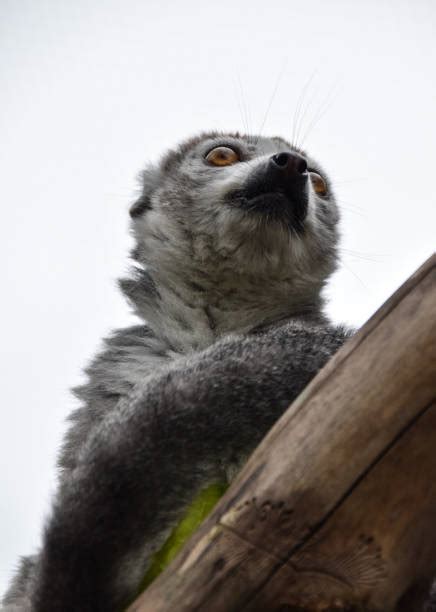 310 Eulemur Coronatus Stock Photos Pictures And Royalty Free Images