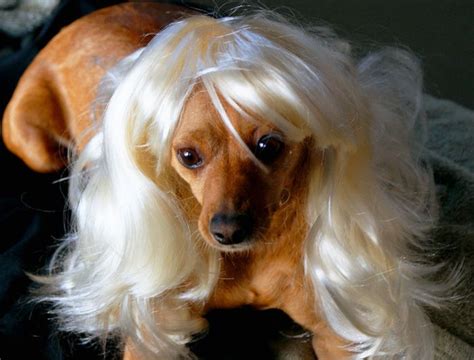 Dogs In Wigs 50 Pics