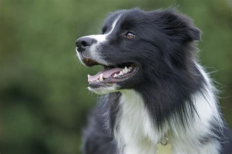 Border Collie Dog Breed Profile