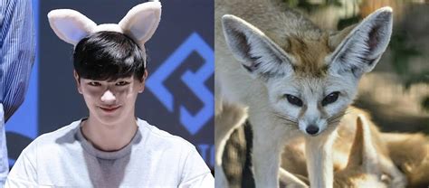 If Male Idols Were Actually Foxes Heres What Kind Of Fox Theyd Be