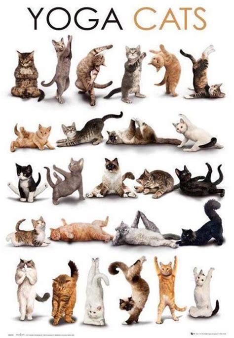 Yoga Cats Doing Various Yoga Poses Infographic A Day