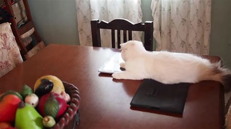 Use them in commercial designs under lifetime, perpetual & worldwide rights. Cat Falls Off Table While Playing With iPad | Jukin Media Inc