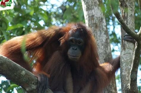 this is the horrifying story of an orangutan kept as a 2 sex slave who magazine