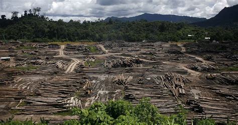 Konsep Top Deforestation Borneo