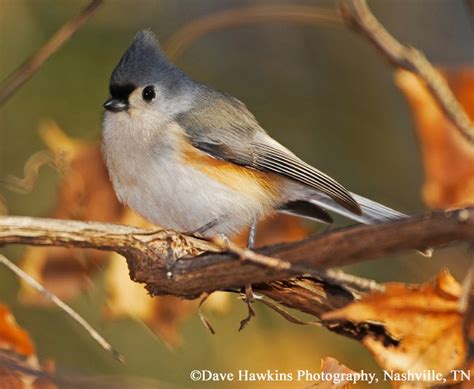 Tufted Titmouse State Of Tennessee Wildlife Resources Agency
