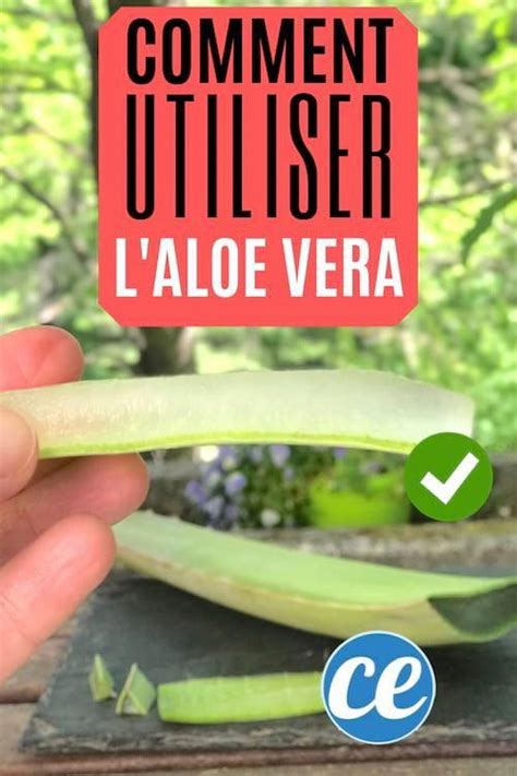 comment extraire et utiliser le gel d'aloe vera de la ...
