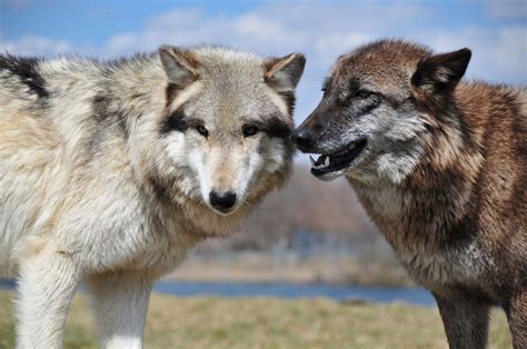 There's red wolves & gray wolves. Which wolf do you feed in your business? - threefold