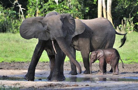 African Elephants — Destination Wildlife