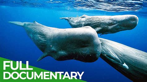 Giants Of The Seas The Mystery Of The Sperm Whales Free Documentary