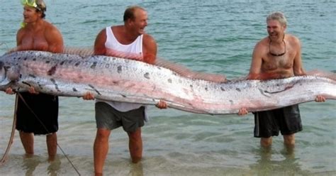 The Worlds Largest Bony Fish Is Found In South Jersey Waters