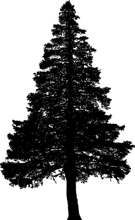 Fir Tree Png Black And White Transparent Fir Tree Black And Whitepng