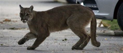 9 Year Old Girl Survives Fight With Cougar In Washington The Daily Caller