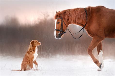 Red Horse And Red Dog Walking In The Field In Winter Horses And Dogs
