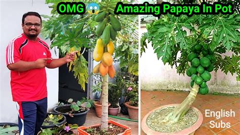 How To Grow Papaya In Pot And Get Lots Of Fruits Awesome Papaya Cultivation Technique On