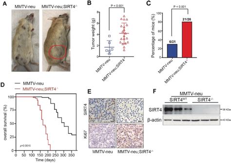 Sirt4 Deletion Promotes Mammary Tumorigenesis A Sirt4 Mice Were