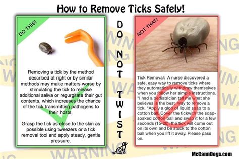 How To Remove Large Tick From Dog Howtormeov