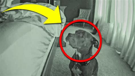Dog Stares At Wall For Days Then Owner Sees What Its Hiding Youtube