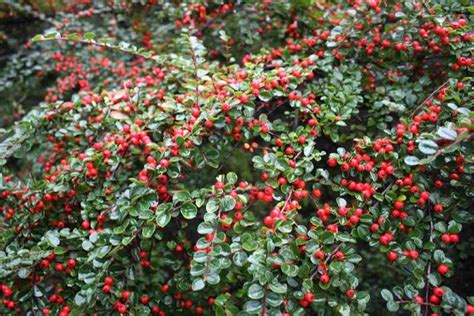 How To Grow Cotoneaster Shrubs Gardeners Path