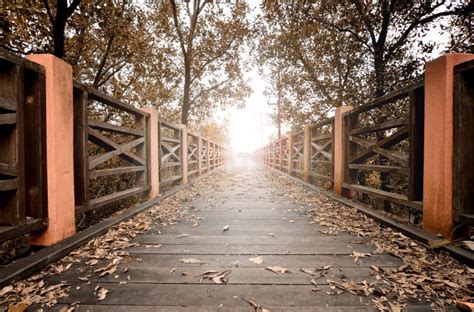 Wooden Bridge And Falling Leaves With Sunlight Beam Stock Photo Image