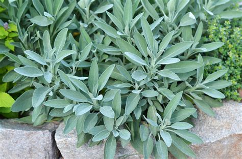 Growing Sage In Open Land In Containers Or In Raised Beds Food