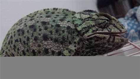 حرباء من نوع حرباء النمر المعروفة علميا باسم (فُرْسيفر بَرداليس). حرباء جميلة للبيع في السعودية 2021 - YouTube
