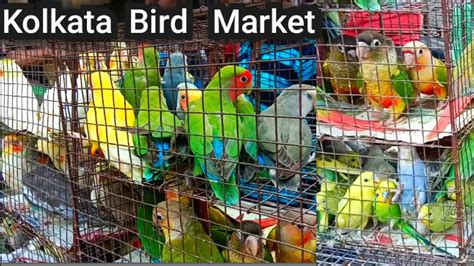 Kolkata Bird Market At Galiff Street Visit The Largest And Cheapest