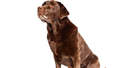 Labrador Retriever | Labrador retriever, Retriever, Labrador