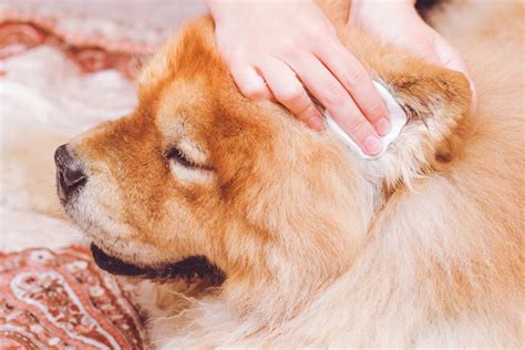 Dog Ear Cleaner 12 Picks Recommended By Veterinarians Vetstreet