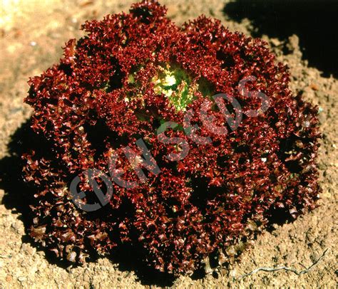 Filmmaterial zu „green coral lettuce and red coral lettuce are growing in the vegetable garden. Lettuce - Red Coral | Eden Seeds