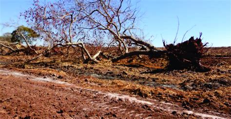 Impactos Ambientais No Cerrado
