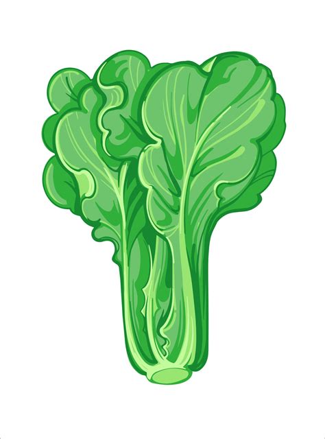 Lettuce Or Romaine Lettuce Hand Drawn Vector Illustration Isolated On
