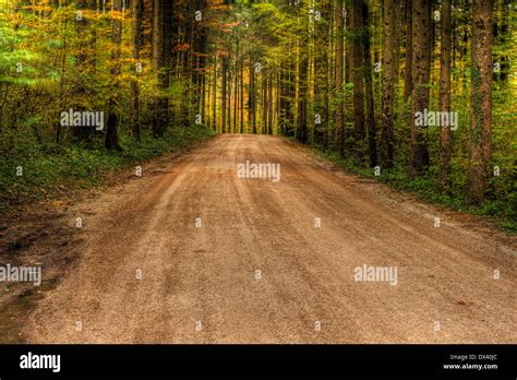 Vibrant Colors Of Forest In Autumn Stock Photo Alamy