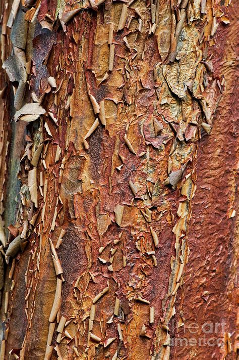 Paperbark Maple Tree Bark Photograph By Tim Gainey Fine Art America