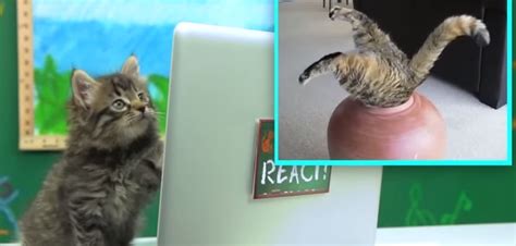 Cat Reacts To Various Viral Videos Video Boomsbeat