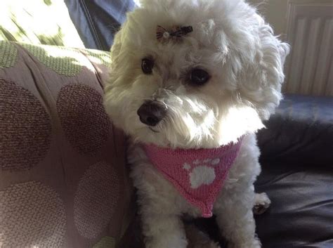 Pin By Sylvia Garcia On Cute Pups Bichon Frise Bichon Cute Puppies