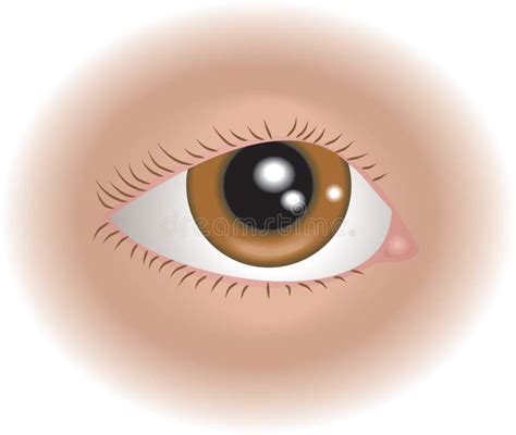 Body Parts Eye Stock Vector Illustration Of Sight Teaching 2418081