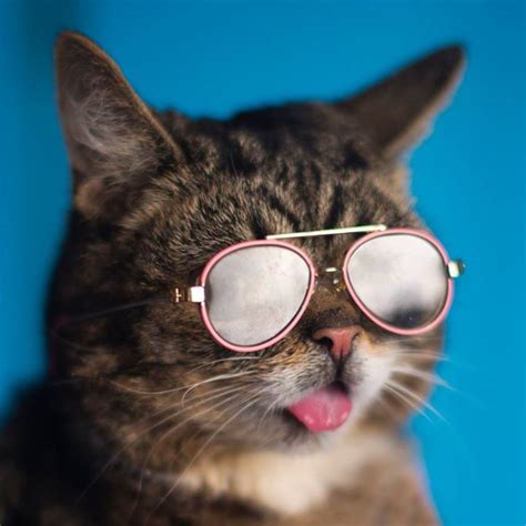 cat wearing sunglasses sticks out tongue too cute funny cats funny cats cats kittens